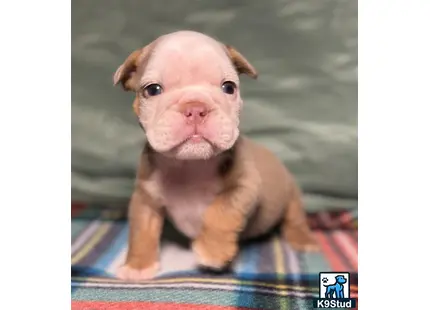 a small english bulldog dog with a human face