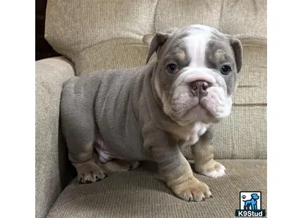 a english bulldog dog sitting on a couch