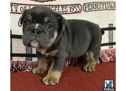 a english bulldog dog sitting on a red carpet