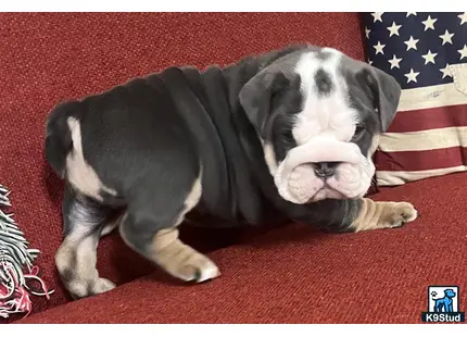 a english bulldog dog lying on a red carpet