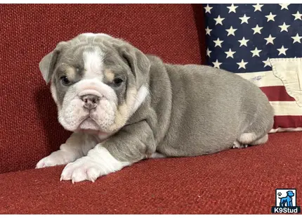 a english bulldog dog lying on a couch