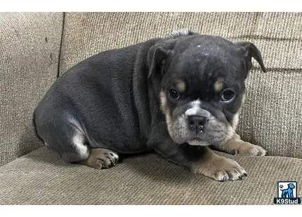 a english bulldog dog lying on a couch