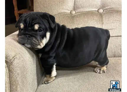 a english bulldog dog sitting on a couch