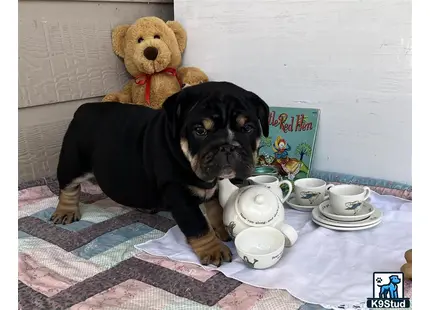 a english bulldog dog and a teddy bear on a table