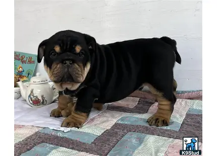 a english bulldog dog lying on a blanket