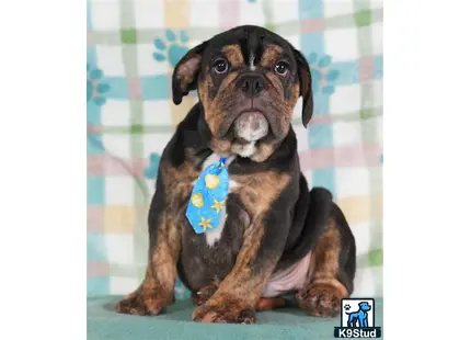 a english bulldog dog with a blue ribbon