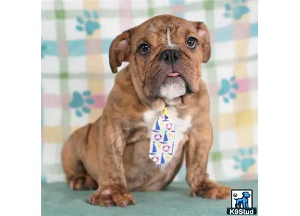 a english bulldog dog with a tag on its ear