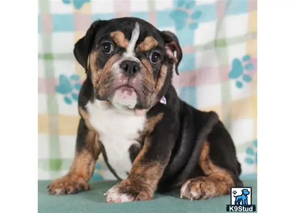 a english bulldog dog sitting on a bed