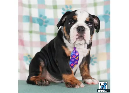 a english bulldog dog with a tie