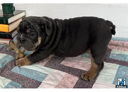 a english bulldog dog lying on a rug