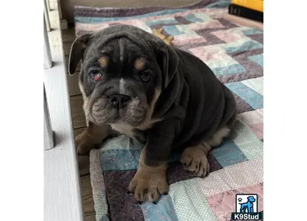 a english bulldog dog sitting on a rug