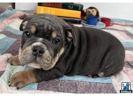 a english bulldog dog lying on a blanket