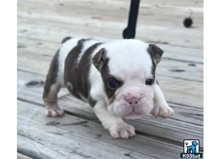 a baby pig on a concrete surface