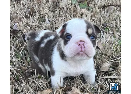 a baby goat in the grass