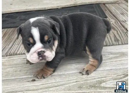 a english bulldog puppy lying on a wood surface