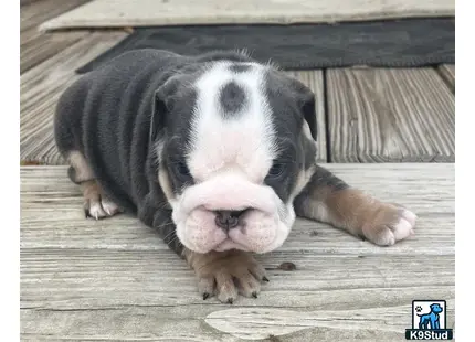 a english bulldog puppy lying on a wood floor