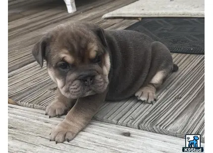 a english bulldog puppy lying on a wood deck