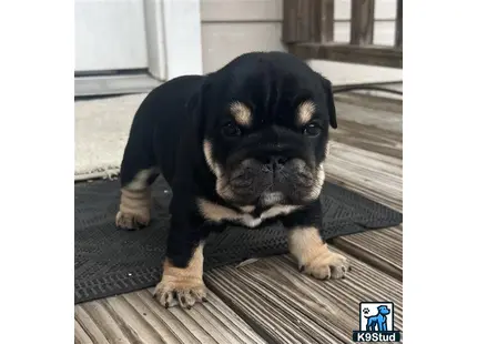 a english bulldog dog sitting on a wood floor