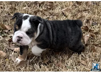 a black and white english bulldog dog