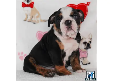 a english bulldog dog wearing a garment