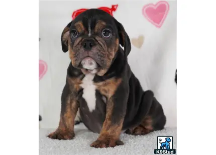 a english bulldog dog with a bow on its head