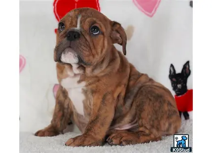 a english bulldog dog wearing a hat