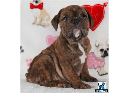 a english bulldog dog with a heart shaped pillow