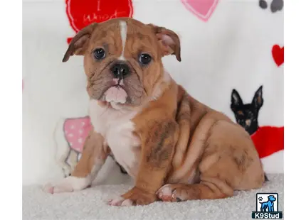 a english bulldog dog with a cats head