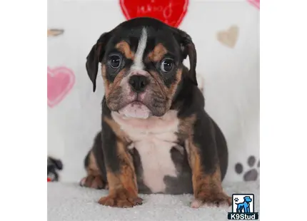 a english bulldog dog sitting on the floor