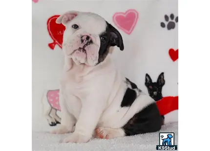 a english bulldog dog wearing a santa hat