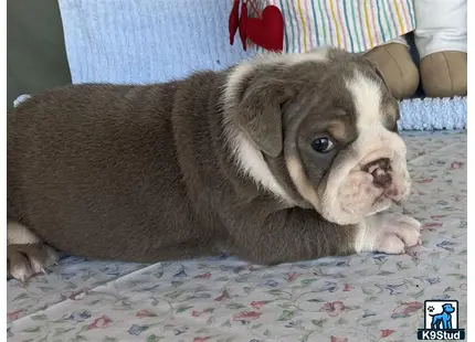 a english bulldog puppy lying on a bed