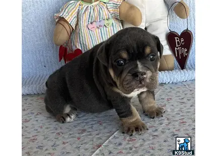 a english bulldog dog sitting on a couch