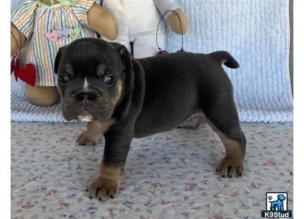 a small english bulldog puppy on a bed