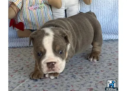 a english bulldog dog sitting on a carpet