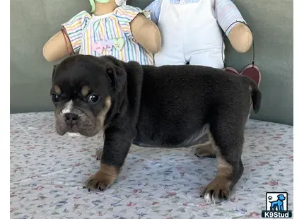 a english bulldog dog sitting on a bed