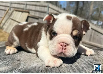 a english bulldog puppy lying on a blanket