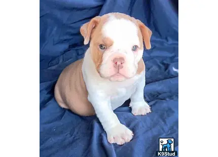 a english bulldog puppy lying on a blue blanket