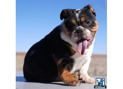 a english bulldog dog with its tongue out