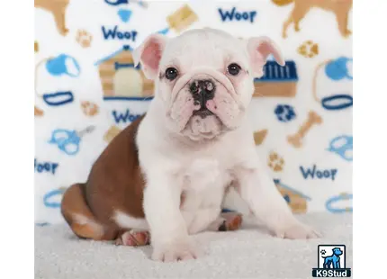 a english bulldog dog sitting on the ground