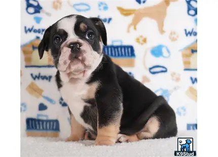 a english bulldog dog sitting on the floor