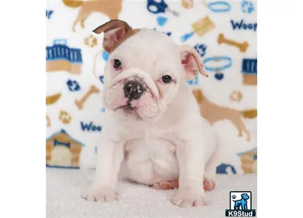 a small white english bulldog puppy