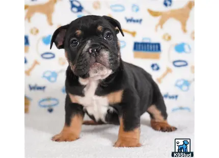 a small black and white english bulldog dog