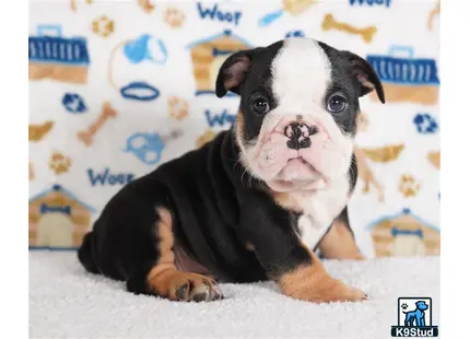 a english bulldog dog lying on the ground