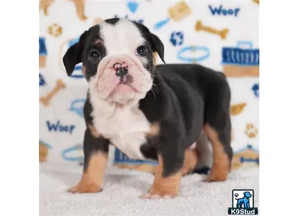 a small english bulldog dog with a white and black collar