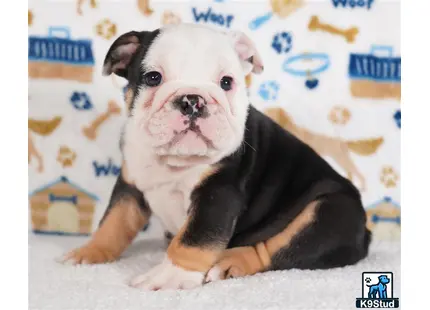 a english bulldog dog sitting on a bed