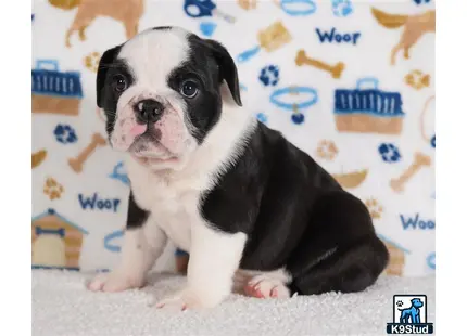 a english bulldog puppy sitting on the floor