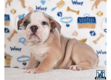 a couple of english bulldog dogs lying on a bed