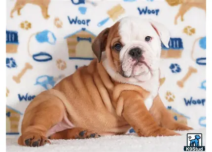 a english bulldog dog lying on a bed