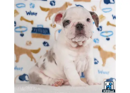 a english bulldog dog sitting on a bed