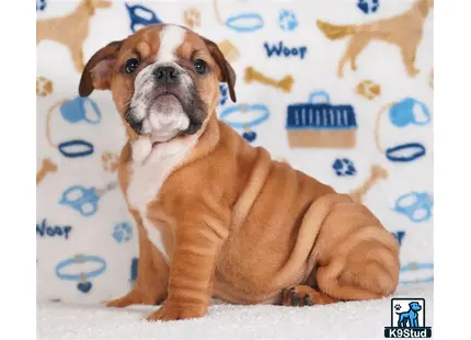 a english bulldog dog lying on a bed